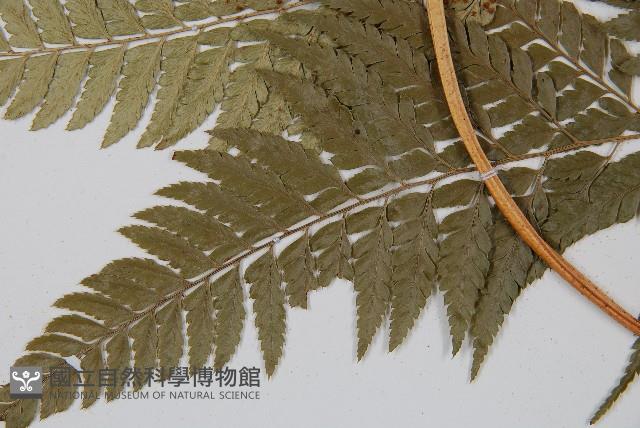 小葉複葉耳蕨藏品圖，第5張
