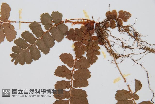 斜方複葉耳蕨藏品圖，第4張