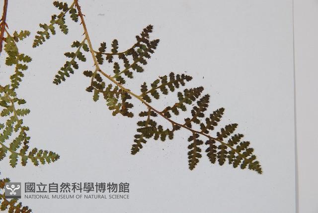 腺鱗毛蕨藏品圖，第5張