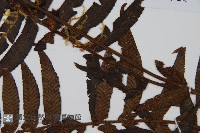 樸氏雙蓋蕨、毛柄蹄蓋蕨藏品圖，第4張