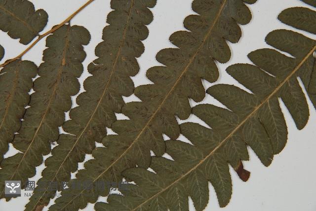 毛柄短腸蕨藏品圖，第5張