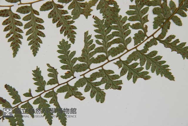 密腺蹄蓋蕨藏品圖，第5張