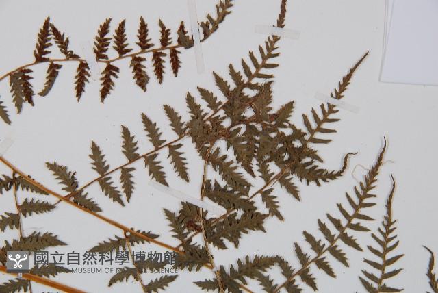 修株蹄蓋蕨藏品圖，第5張