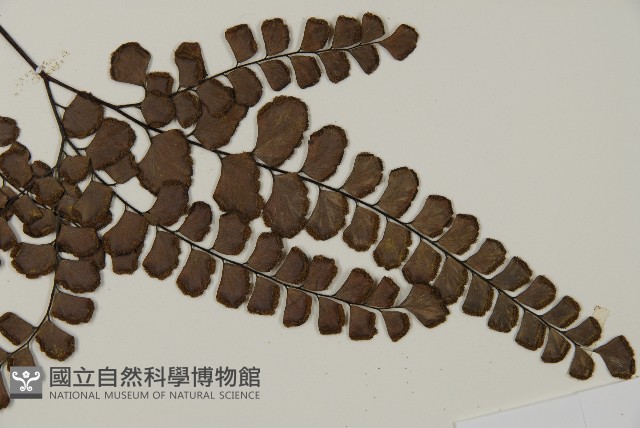 扇葉鐵線蕨藏品圖，第4張