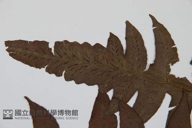 網脈雙蓋蕨藏品圖，第5張