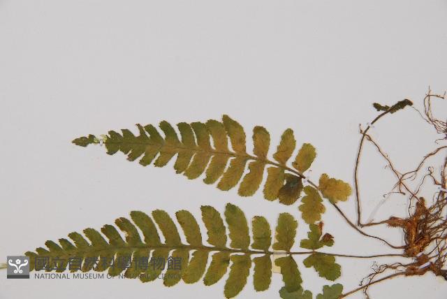 東洋蹄蓋蕨藏品圖，第5張