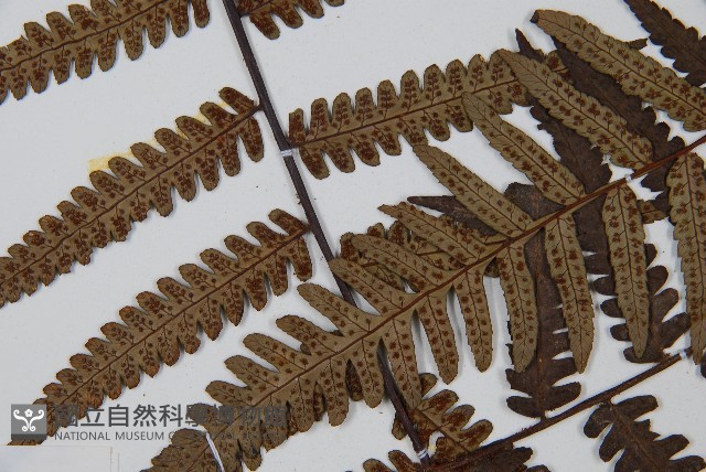 台灣黑桫欏藏品圖，第5張