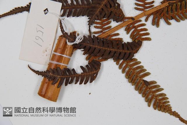 臺灣桫欏藏品圖，第5張