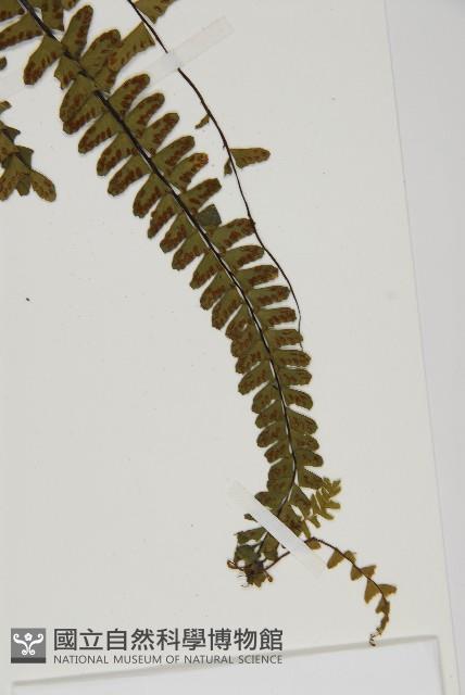 生芽鐵角蕨藏品圖，第5張