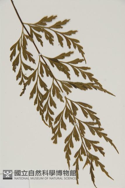 大黑柄鐵角蕨、黃鱗鐵角蕨、大羽鐵角蕨藏品圖，第5張