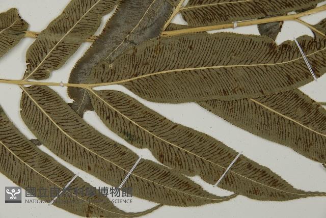 華鳳丫蕨藏品圖，第5張