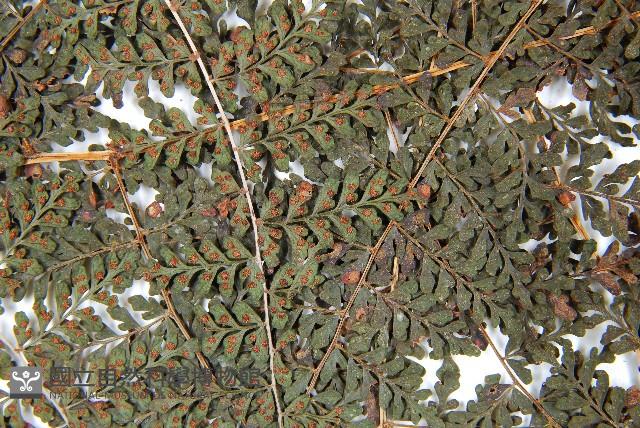 魚鱗蕨藏品圖，第5張