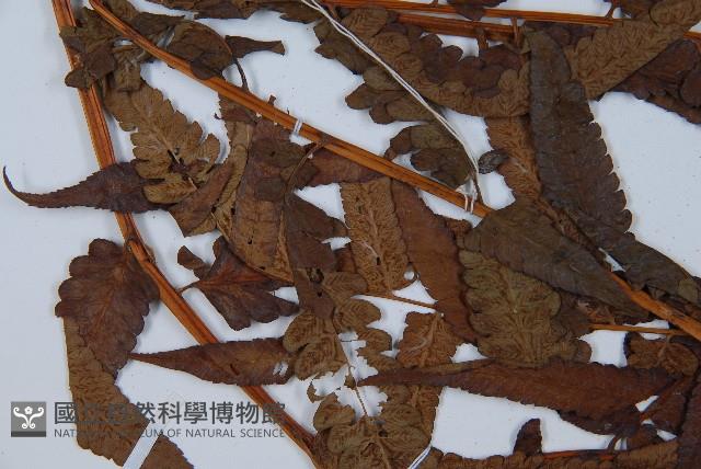 菜蕨藏品圖，第5張