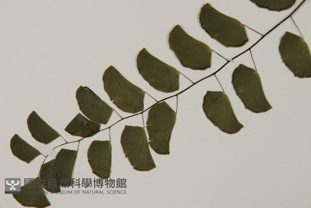 半月形鐵線蕨藏品圖，第5張