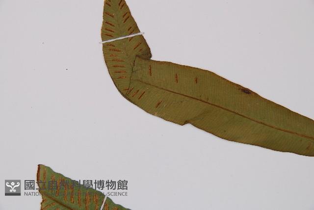 單葉雙蓋蕨藏品圖，第5張