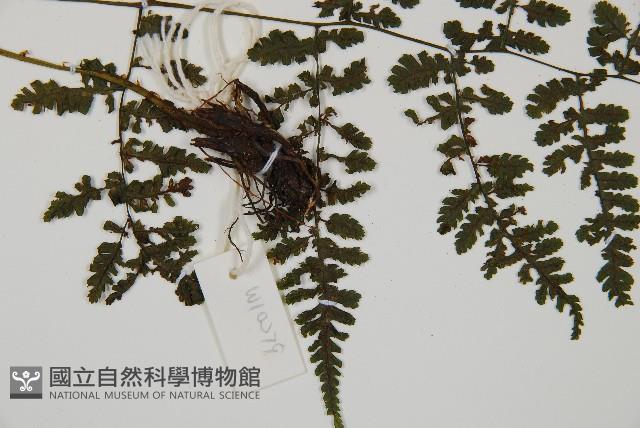 大葉貞蕨藏品圖，第5張