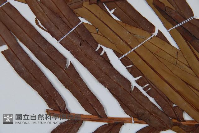 烏毛蕨藏品圖，第4張