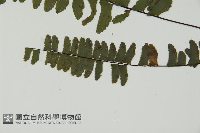 生芽鐵角蕨藏品圖，第5張