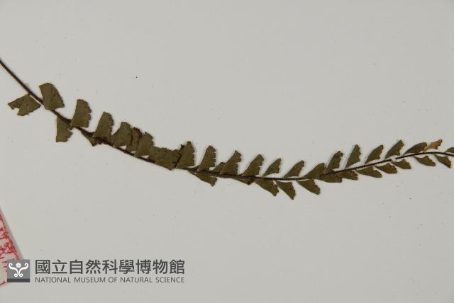 鞭葉鐵線蕨藏品圖，第5張
