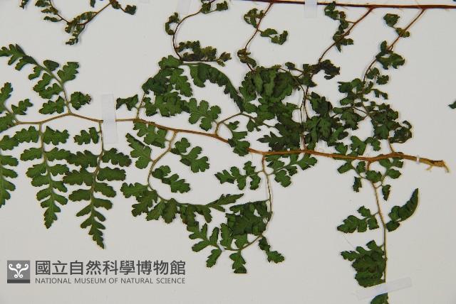 亞德氏蹄蓋蕨、假冷蕨藏品圖，第5張