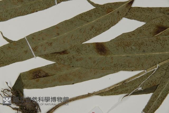 日本鳳丫蕨藏品圖，第5張