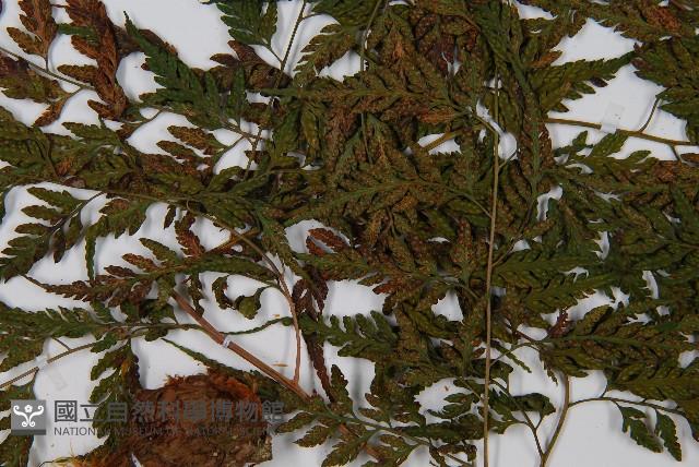 大葉骨碎補藏品圖，第5張