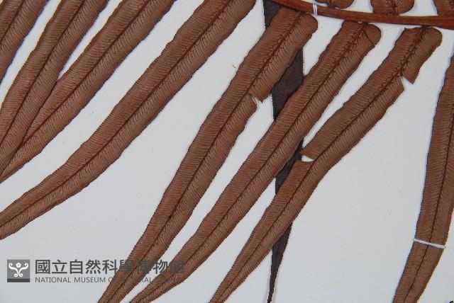 蘇鐵蕨藏品圖，第5張
