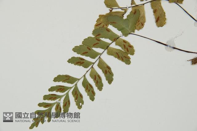 單邊鐵角蕨藏品圖，第5張