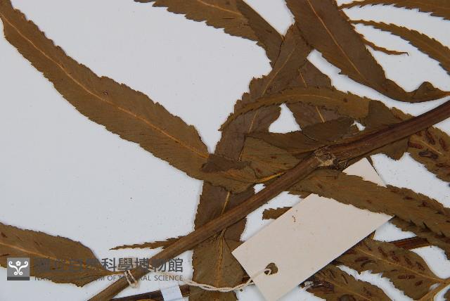 萊氏鐵角蕨藏品圖，第5張