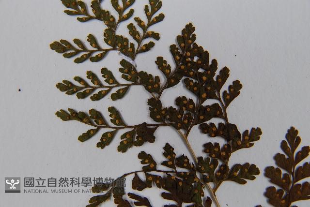 寬葉冷蕨藏品圖，第5張