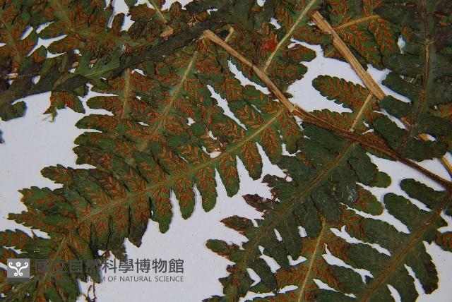 登錄號:P003788藏品圖，第5張