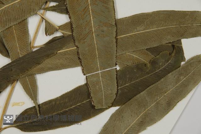 華鳳丫蕨藏品圖，第5張