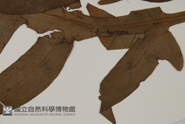 翅柄三叉蕨藏品圖，第5張