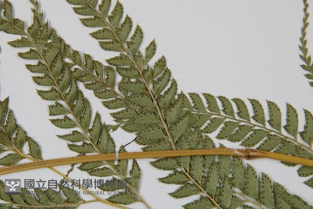 斜方複葉耳蕨藏品圖，第4張