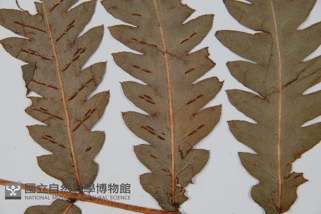 日本狗脊蕨藏品圖，第5張