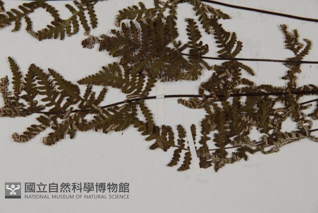狹蓋粉背蕨藏品圖，第5張