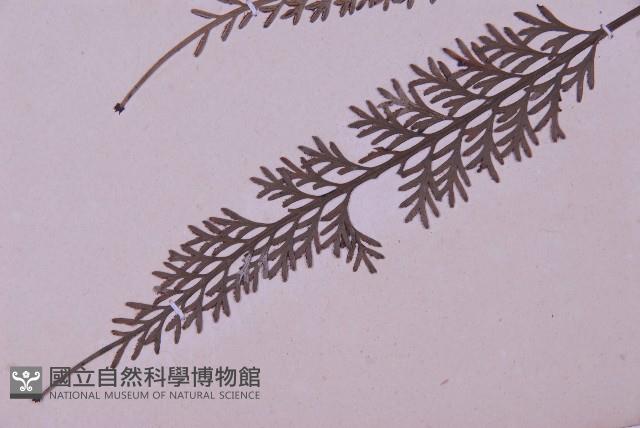 長生鐵角蕨藏品圖，第5張