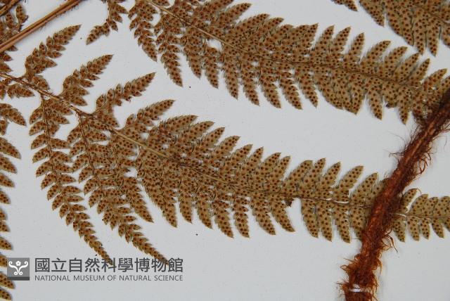 細葉複葉耳蕨藏品圖，第5張