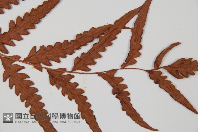 生芽狗脊蕨、頂芽狗脊蕨藏品圖，第5張