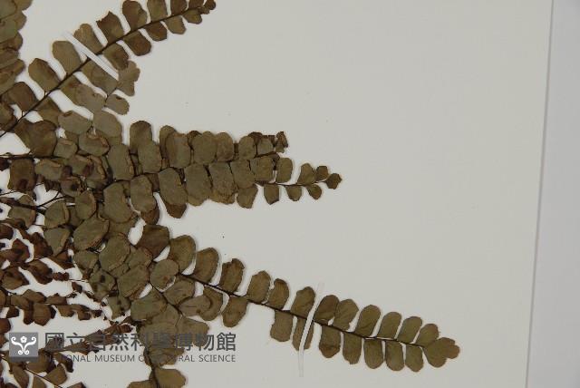 扇葉鐵線蕨藏品圖，第4張