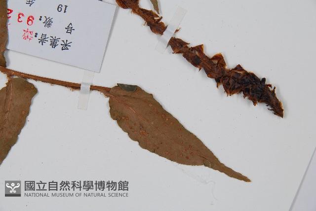 Accession Number:P003923 Collection Image, Figure 5, Total 5 Figures