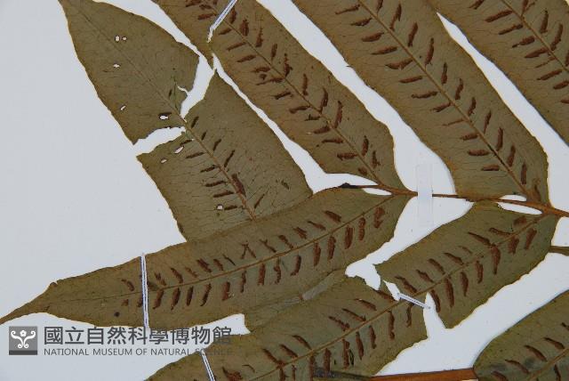 腸蕨藏品圖，第4張