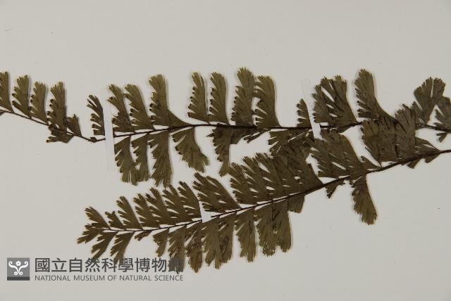 鞭葉鐵線蕨藏品圖，第5張