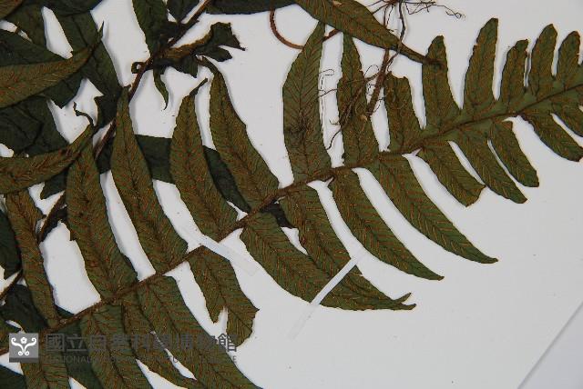 樸氏雙蓋蕨、毛柄蹄蓋蕨藏品圖，第5張