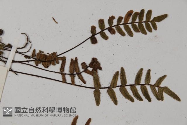 滇西金毛裸蕨藏品圖，第5張