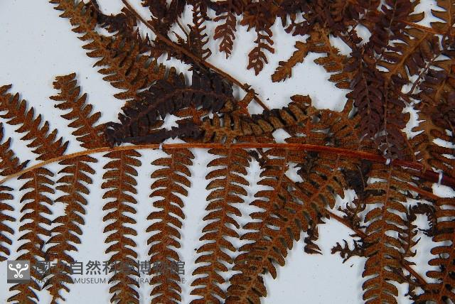 登錄號:P010023藏品圖，第8張