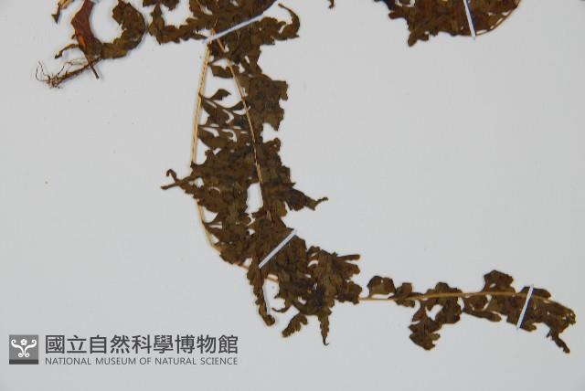 華南鱗蓋蕨藏品圖，第5張