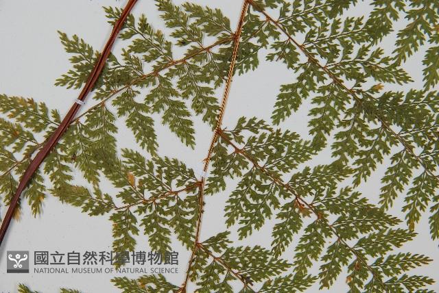 台灣小膜蓋蕨藏品圖，第4張