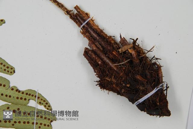 網脈耳蕨、柳葉蕨藏品圖，第5張