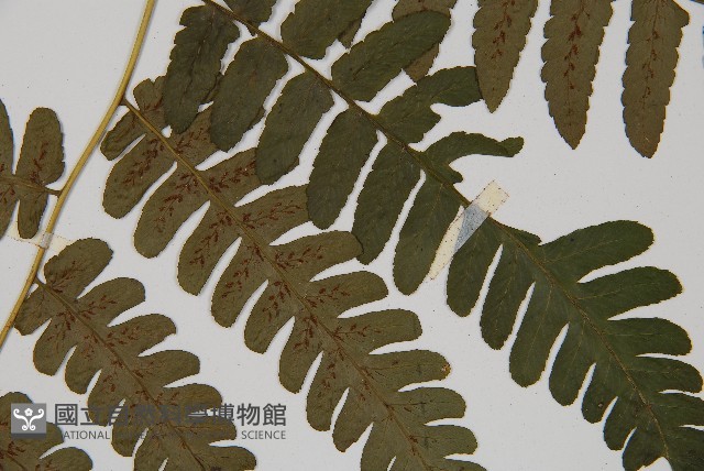 德氏雙蓋蕨藏品圖，第5張